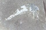 Unidentified Fossil Shrimp (Pos/Neg) - Mazon Creek #70630-4